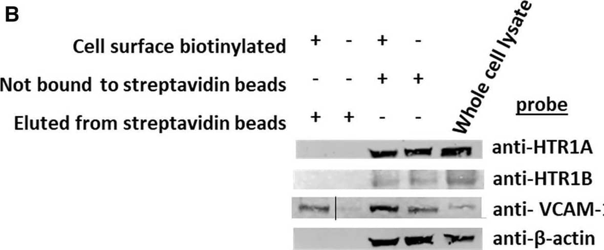 5-HT1B Antibody - BSA Free