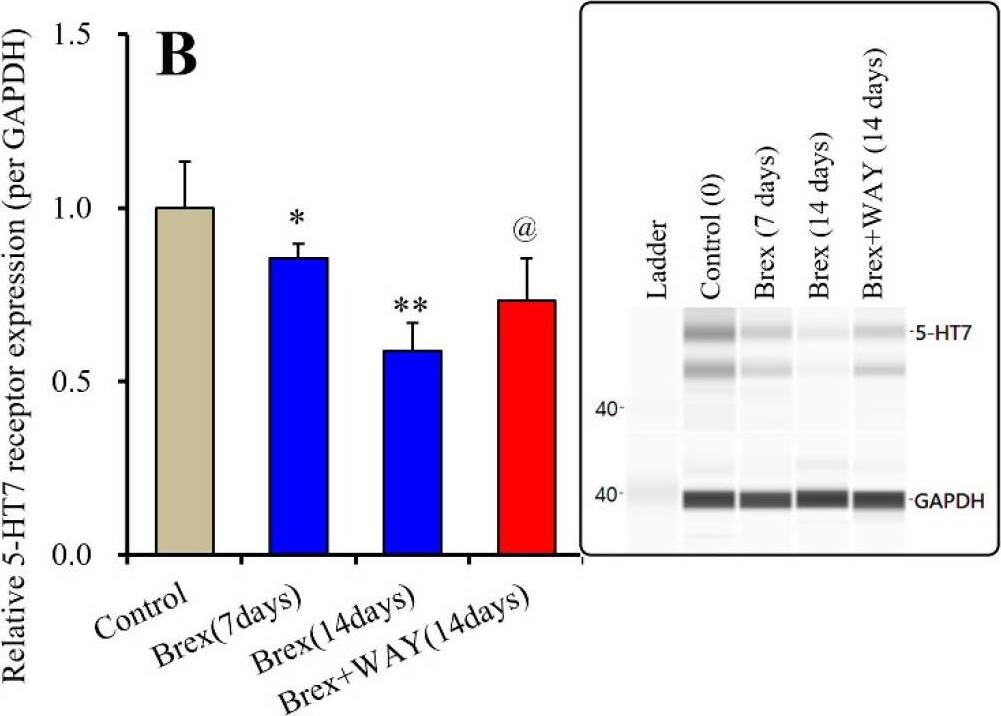 5-HT7 Antibody