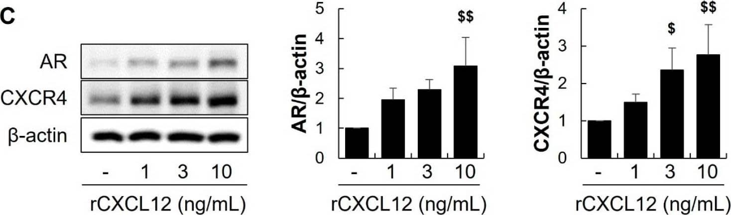 CXCR4 Antibody - BSA Free