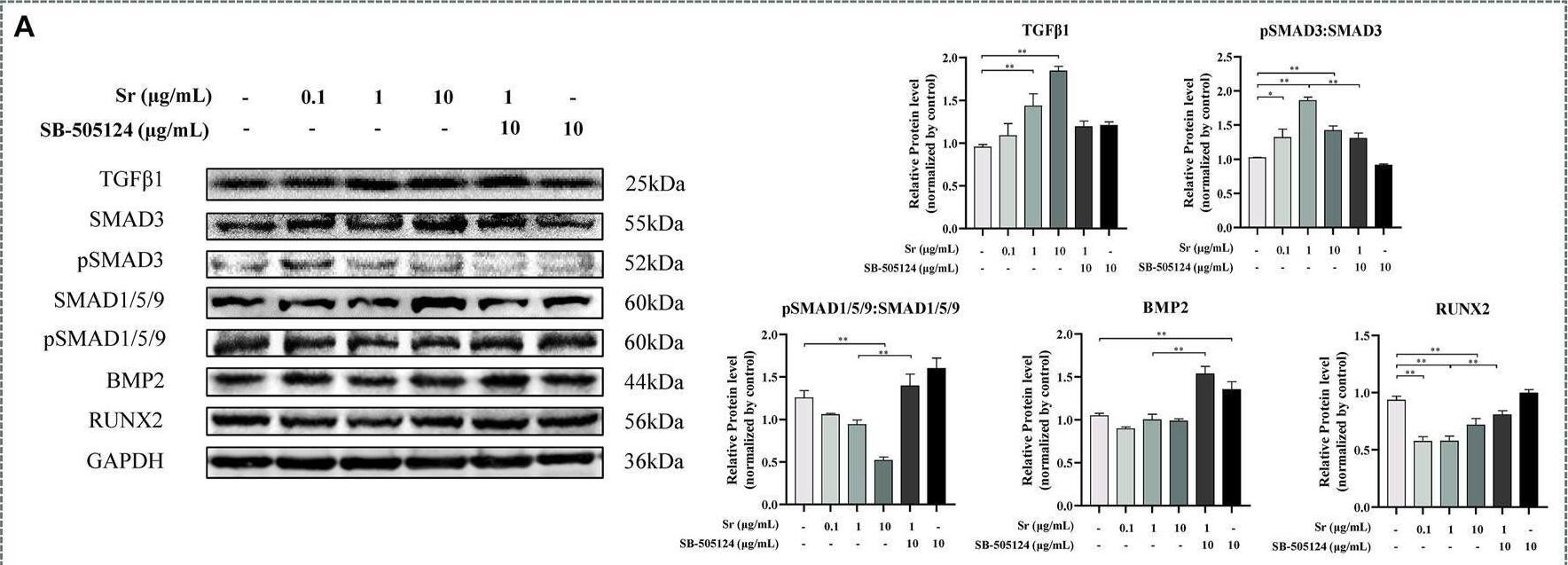 Smad3 Antibody - BSA Free