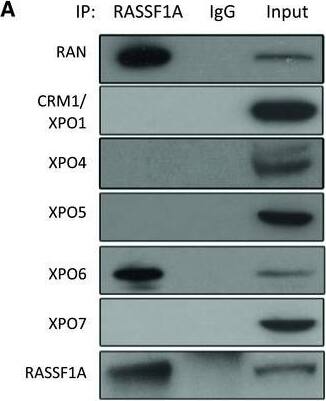 Exportin 4 Antibody