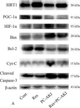 Cytotoxin / Radiophobia【輸入盤】 Cytochrome c Antibody (7H8.2C12) - BSA Free (NB100-56503) by