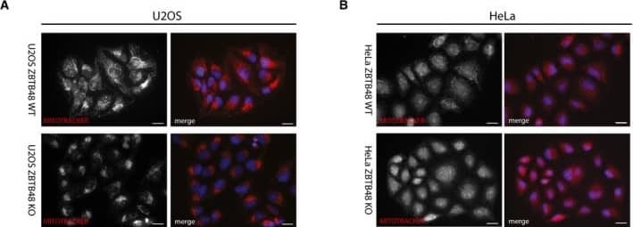 TRF-2 Antibody (4A794.15) - BSA Free