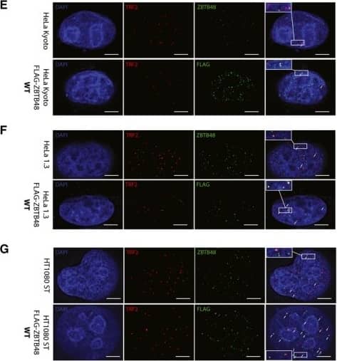 TRF-2 Antibody (4A794.15) - BSA Free