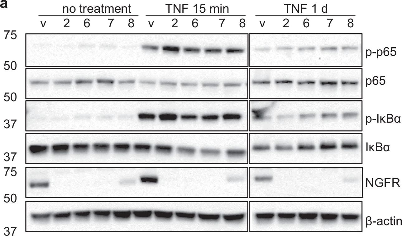 IkB-alpha Antibody (6A920) - BSA Free