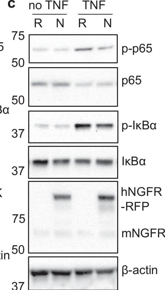 IkB-alpha Antibody (6A920) - BSA Free