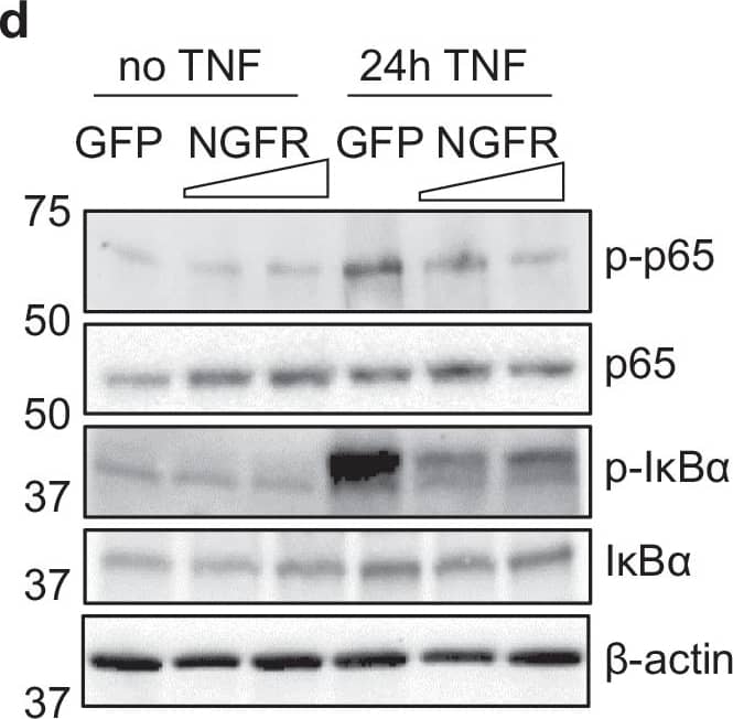 IkB-alpha Antibody (6A920) - BSA Free