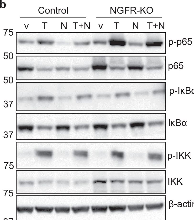 IkB-alpha Antibody (6A920) - BSA Free