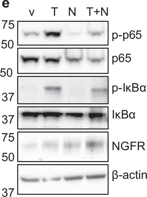 IkB-alpha Antibody (6A920) - BSA Free