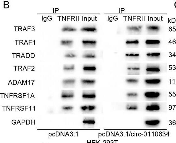 RANK/TNFRSF11A Antibody (9A725) - BSA Free