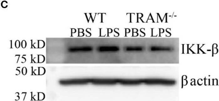 IKK beta Antibody (10AG2) - BSA Free