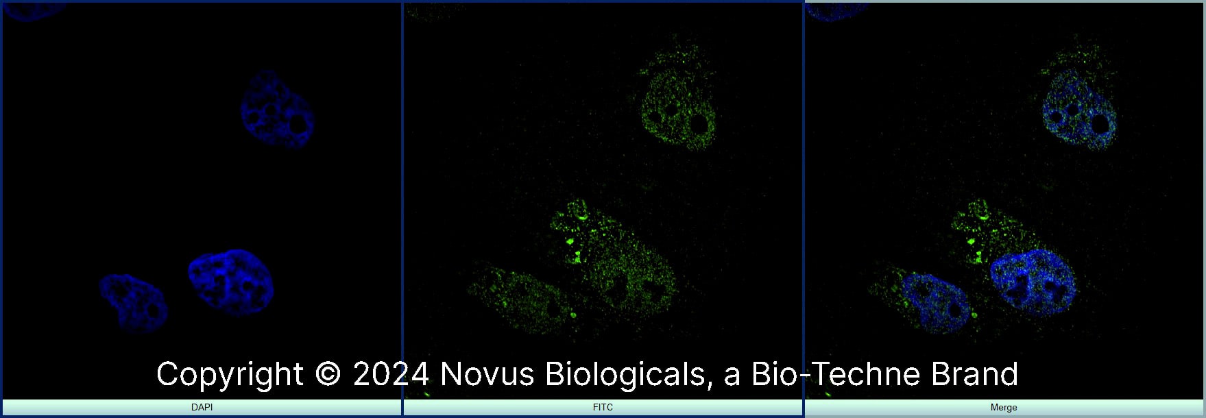 MyoD Antibody (5.8A) [Alexa Fluor® 488]