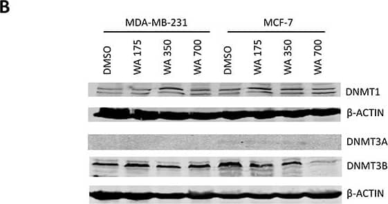DNMT1 Antibody (60B1220.1) - BSA Free