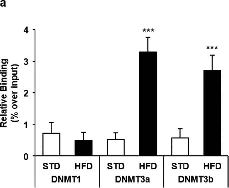 DNMT1 Antibody (60B1220.1) - BSA Free