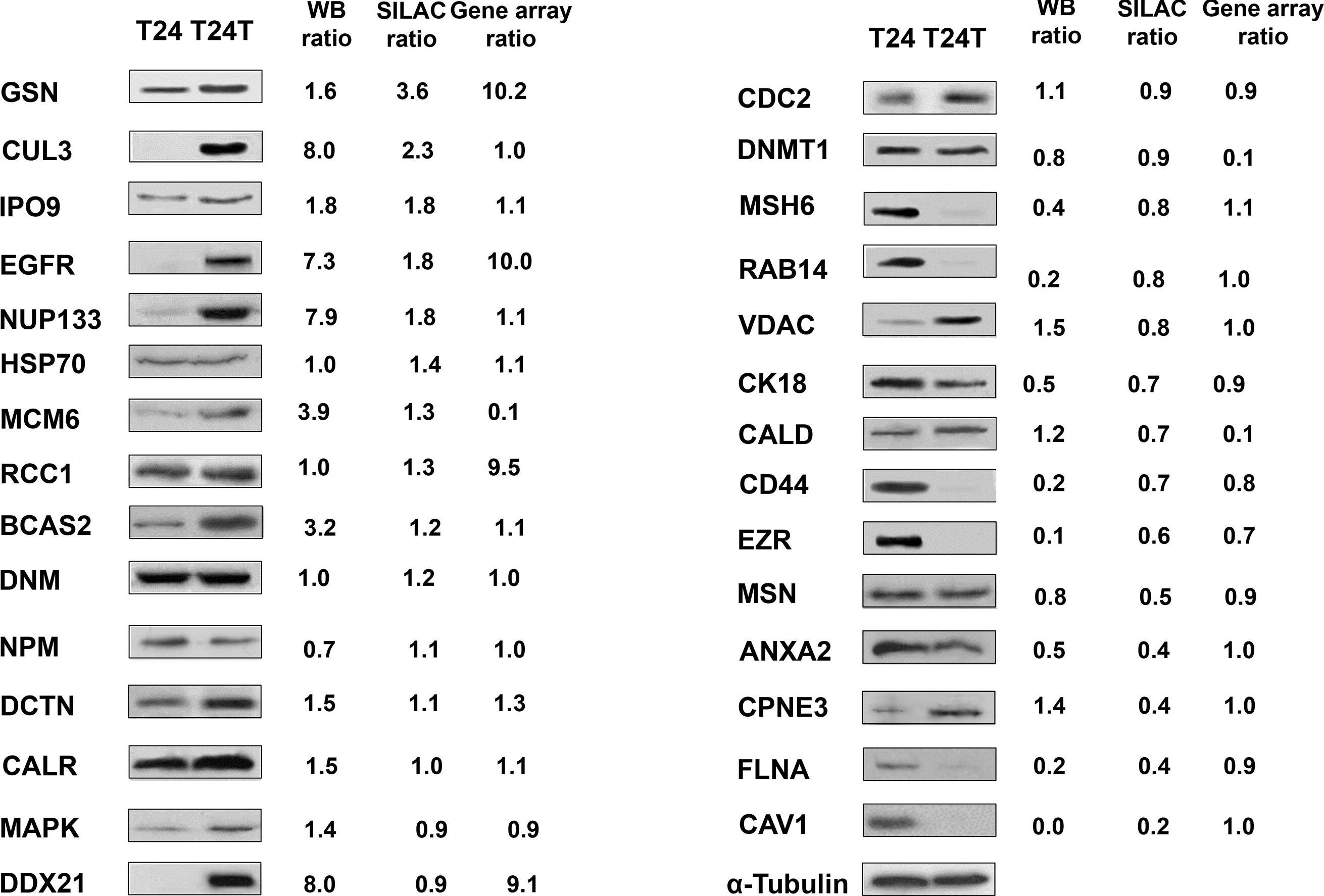 DNMT1 Antibody (60B1220.1) - BSA Free