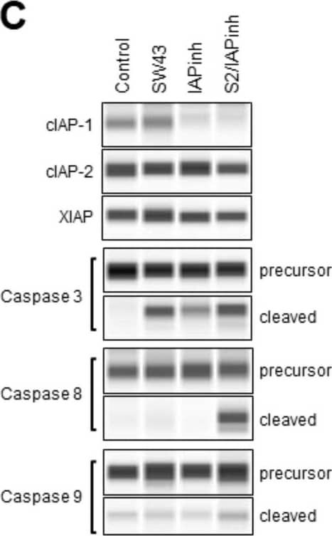 Caspase-8 Antibody (90A992) - BSA Free