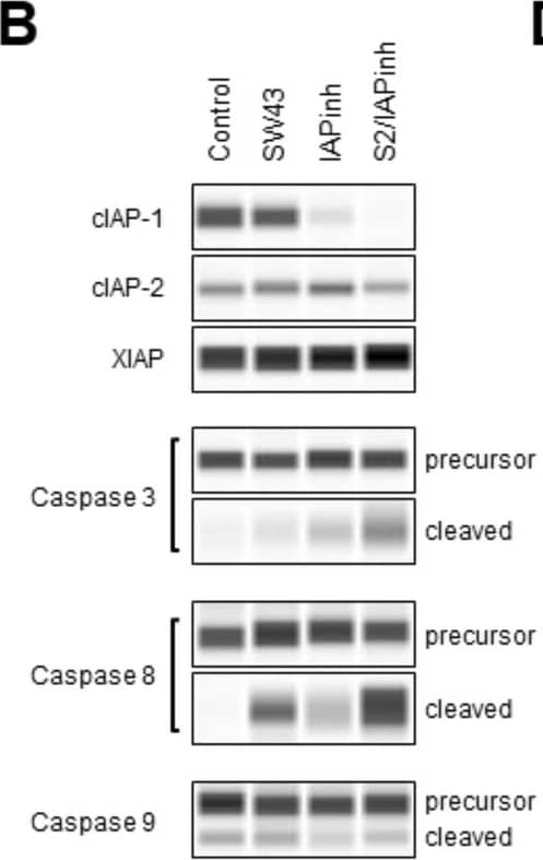 Caspase-8 Antibody (90A992) - BSA Free
