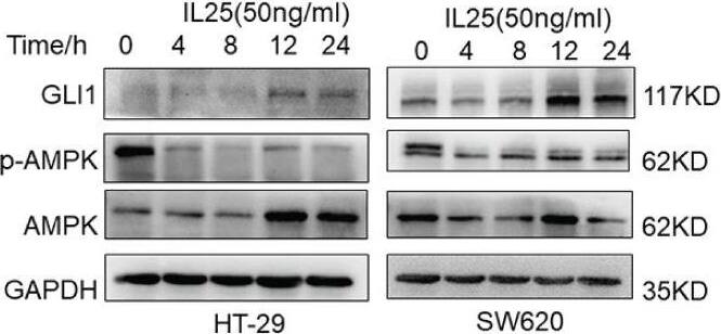 IL-17E/IL-25 Antibody (68C1039.2) - BSA Free