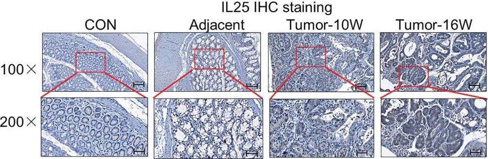IL-17E/IL-25 Antibody (68C1039.2) - BSA Free