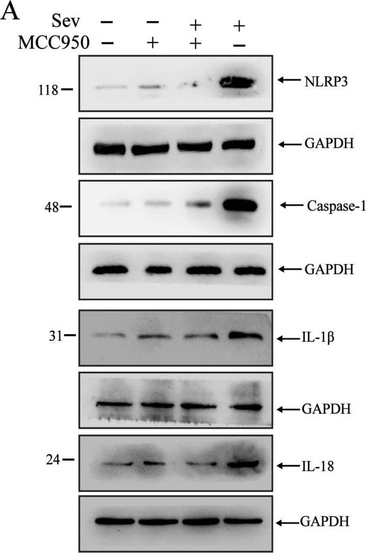 Caspase-1 Antibody - BSA Free