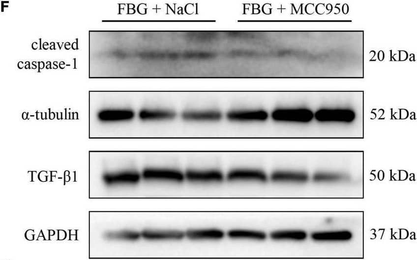 Caspase-1 Antibody (14F468) - BSA Free