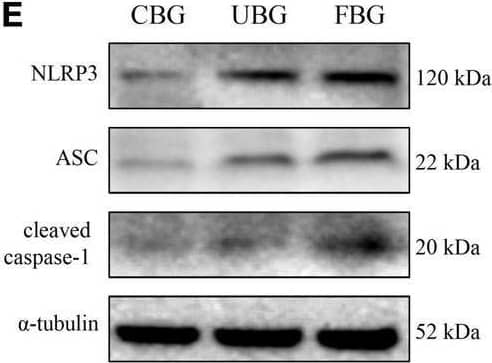 Caspase-1 Antibody (14F468) - BSA Free