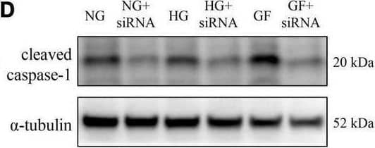 Caspase-1 Antibody (14F468) - BSA Free