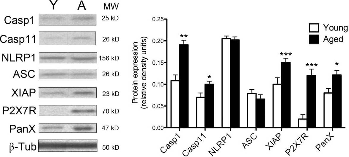 Caspase-1 Antibody (14F468) - BSA Free