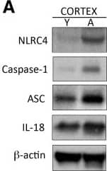 Caspase-1 Antibody (14F468) - BSA Free