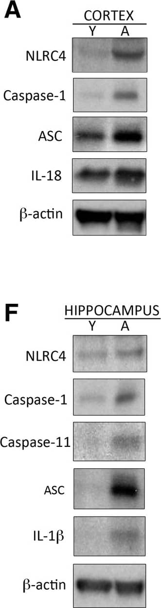 Caspase-1 Antibody (14F468) - BSA Free