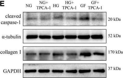 Caspase-1 Antibody (14F468) - BSA Free