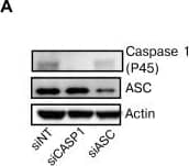 Caspase-1 Antibody (14F468) - BSA Free