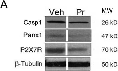 Caspase-1 Antibody (14F468) - BSA Free