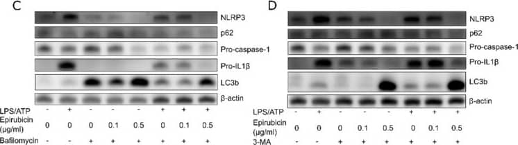 Caspase-1 Antibody (14F468) - BSA Free