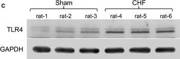 TLR4 Antibody (76B357.1) - BSA Free