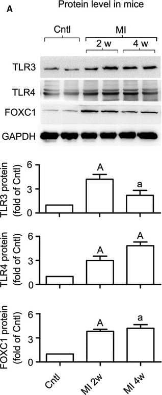 TLR4 Antibody (76B357.1) - BSA Free