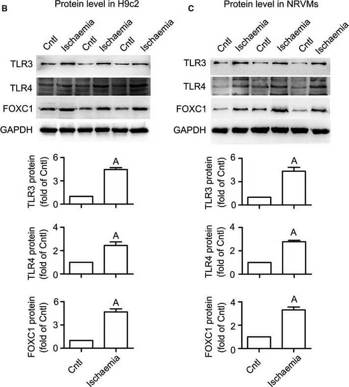 TLR4 Antibody (76B357.1) - BSA Free