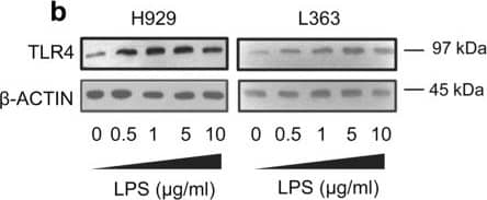 TLR4 Antibody (76B357.1) - BSA Free
