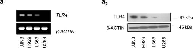 TLR4 Antibody (76B357.1) - BSA Free