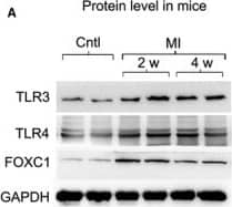 TLR4 Antibody (76B357.1) - BSA Free