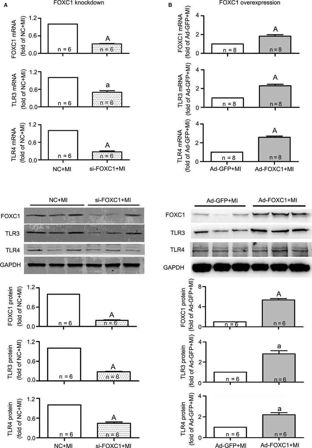 TLR4 Antibody (76B357.1) - BSA Free