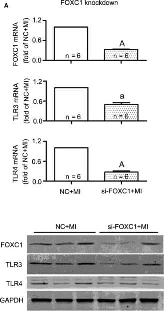 TLR4 Antibody (76B357.1) - BSA Free