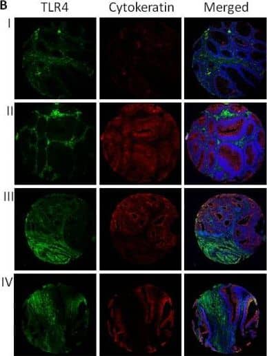 TLR4 Antibody (76B357.1) - BSA Free