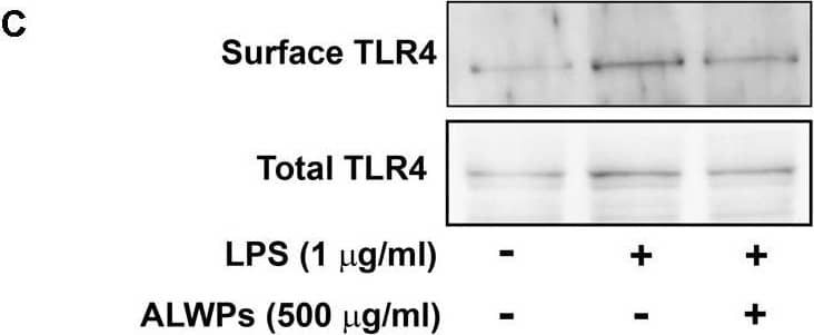 TLR4 Antibody (76B357.1) - BSA Free
