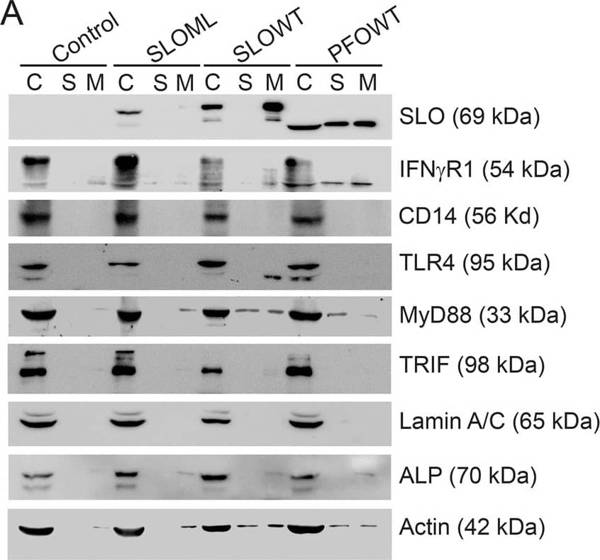 TLR4 Antibody (76B357.1) - BSA Free
