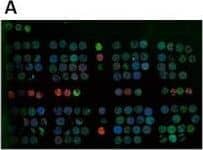 TLR4 Antibody (76B357.1) - BSA Free