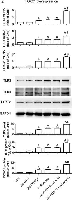 TLR4 Antibody (76B357.1) - BSA Free