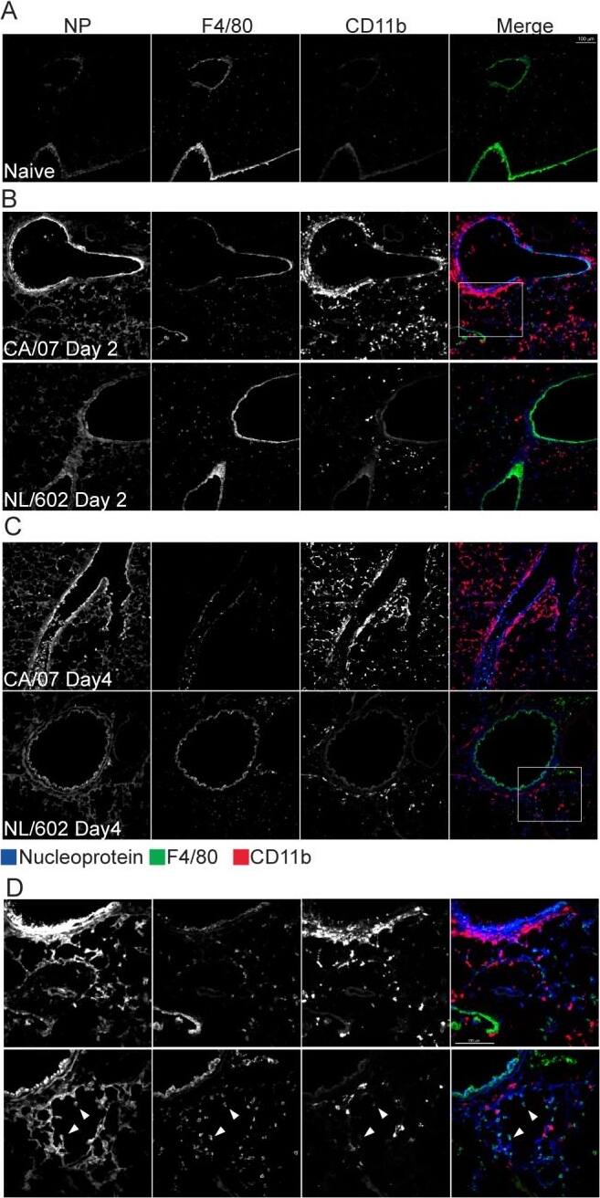 Influenza A H1N1 Nucleoprotein Antibody