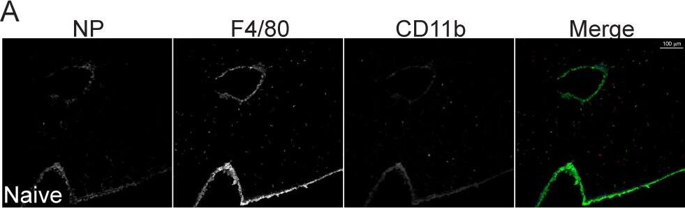 Influenza A H1N1 Nucleoprotein Antibody