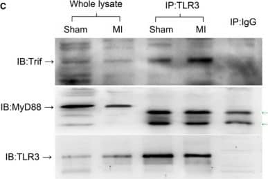 TLR3 Antibody